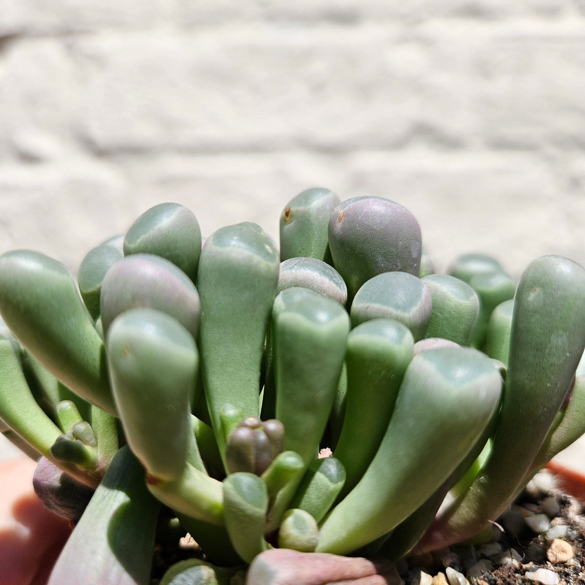 Fenestraria rhopalophylla subsp. aurantiaca (Baby Toes)