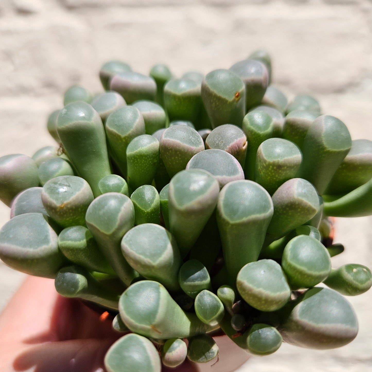 Fenestraria rhopalophylla subsp. aurantiaca (Baby Toes)