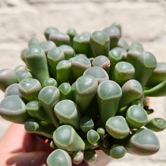 Fenestraria rhopalophylla subsp. aurantiaca (Baby Toes)