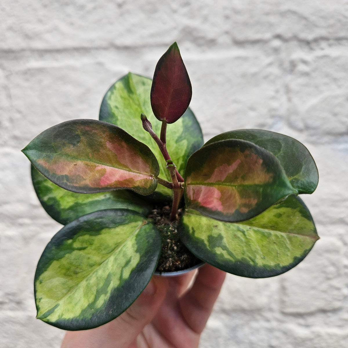 Hoya carnosa 'Tricolour'