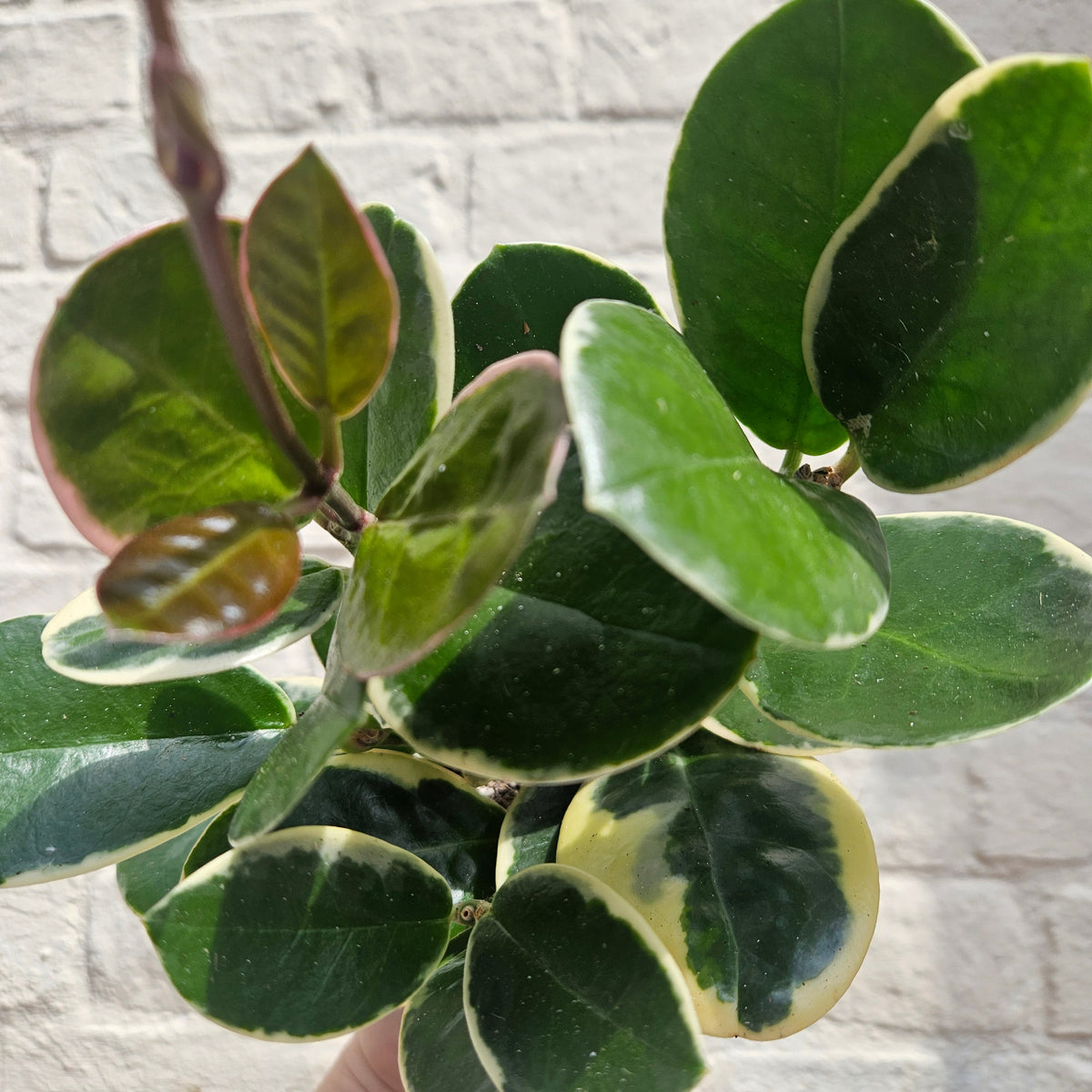 Hoya australis 'Blondie'