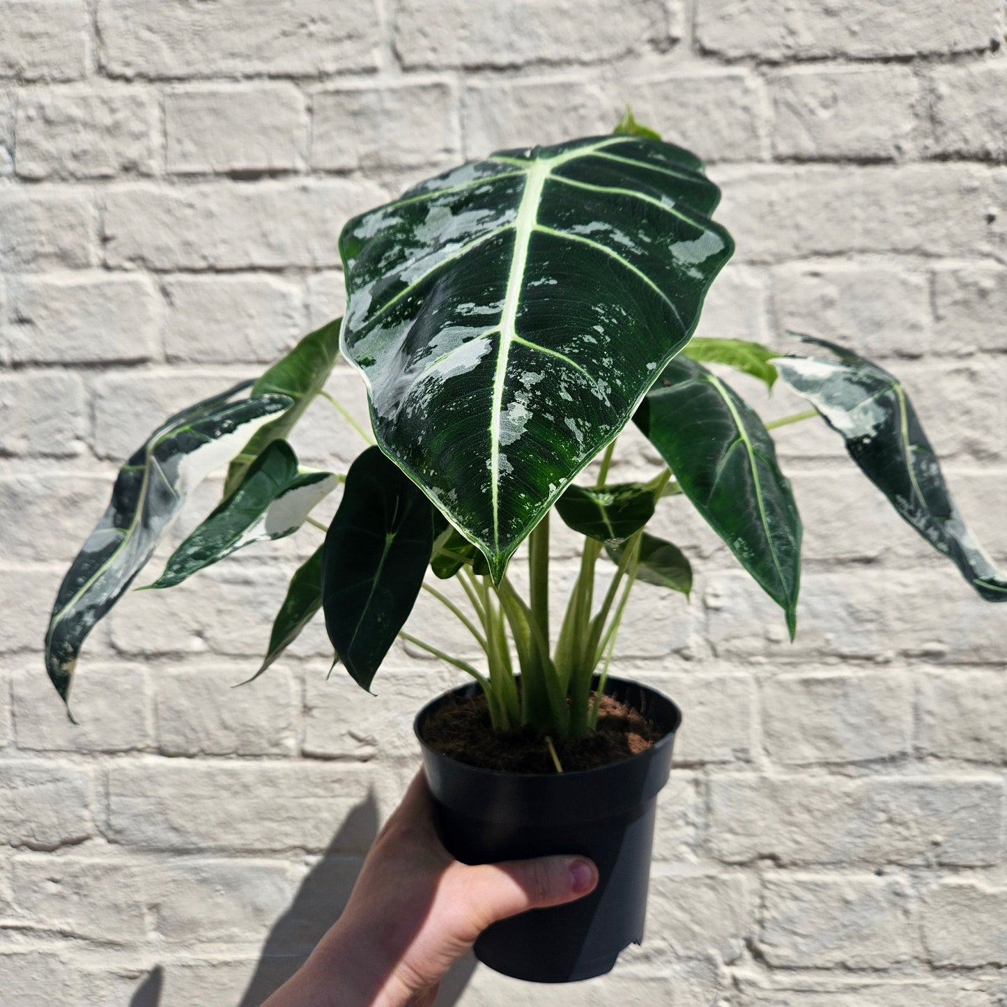 Alocasia micholitziana 'Frydek variegata'