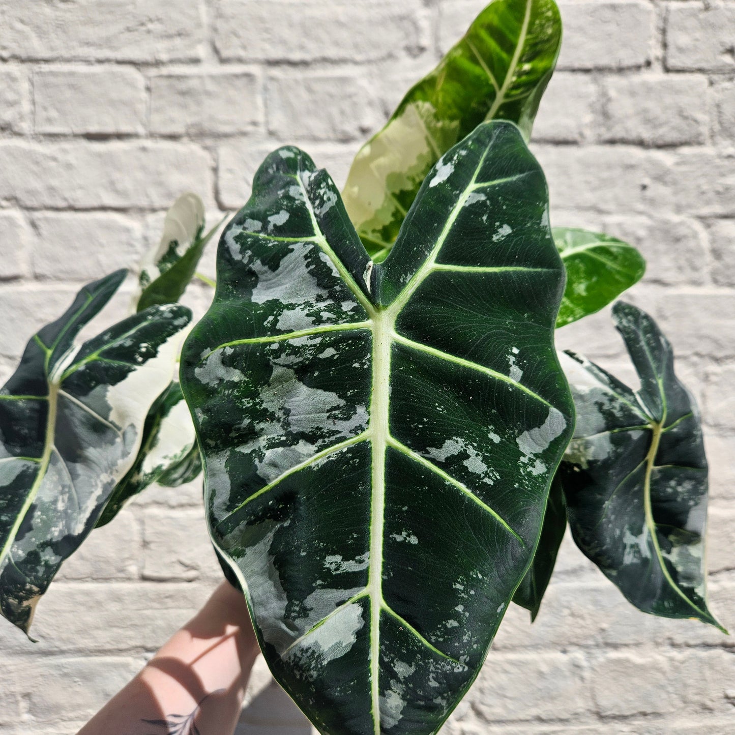 Alocasia micholitziana 'Frydek variegata'
