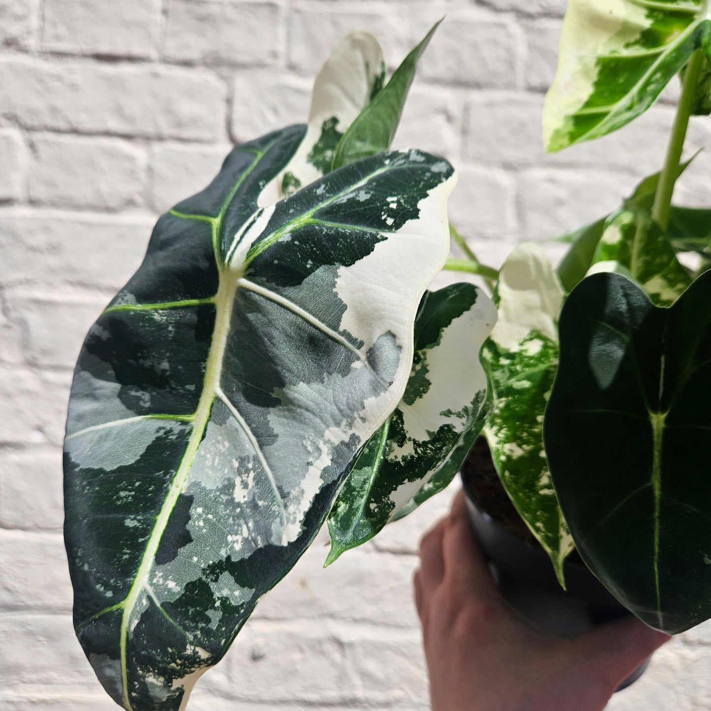 Alocasia micholitziana 'Frydek variegata'