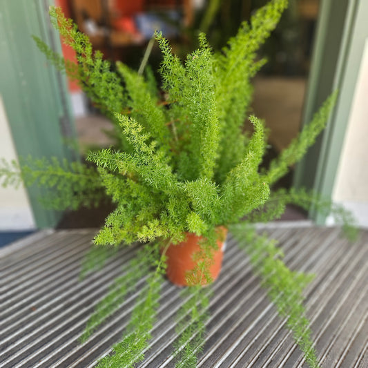 Foxtail Fern Houseplant - Asparagus densiflorus ‘Myersii’