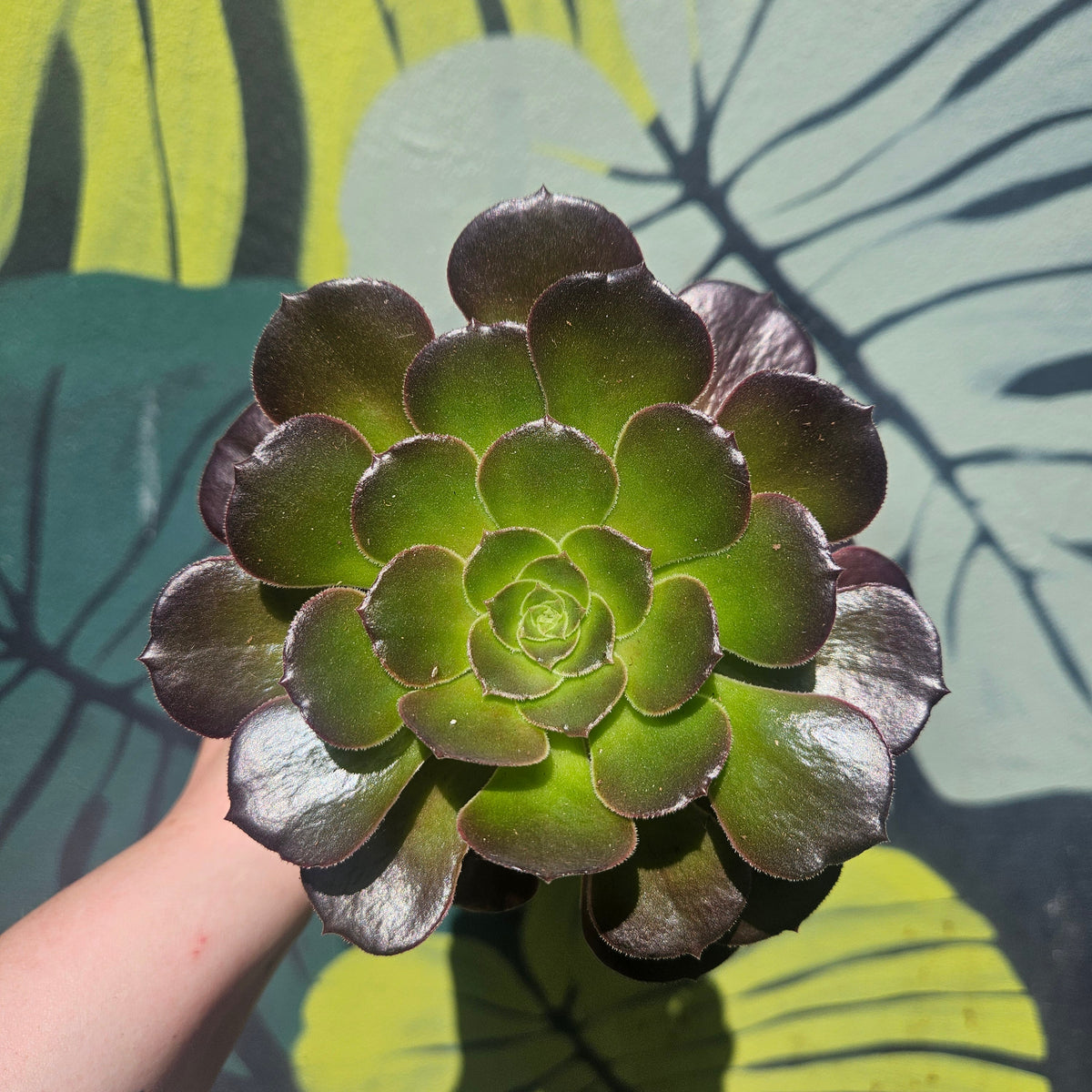 Aeonium arboreum (Houseleek Tree)