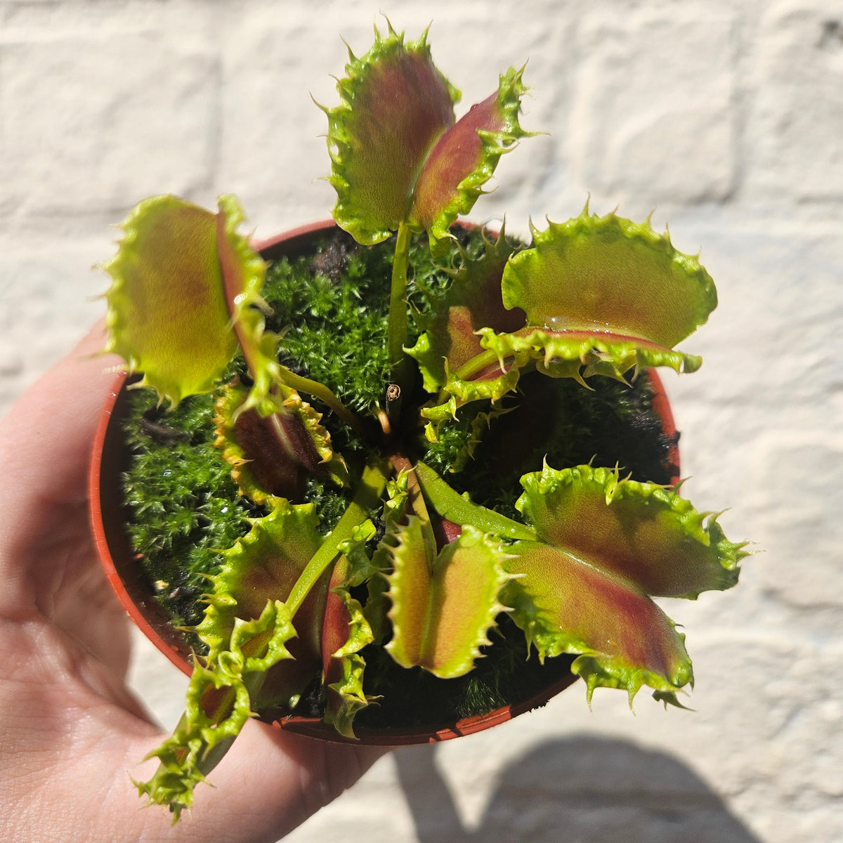 Dionaea muscipula 'Zipp' (Venus Flytrap Zipp)