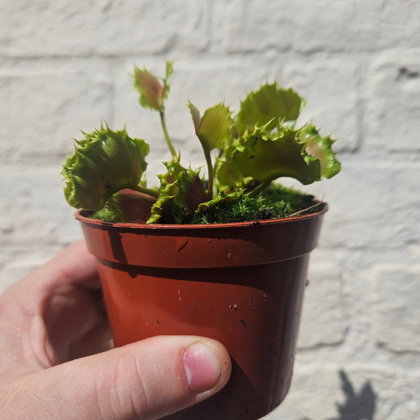 Dionaea muscipula 'Zipp' (Venus Flytrap Zipp)