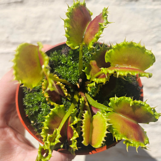 Dionaea muscipula 'Zipp' (Venus Flytrap Zipp)