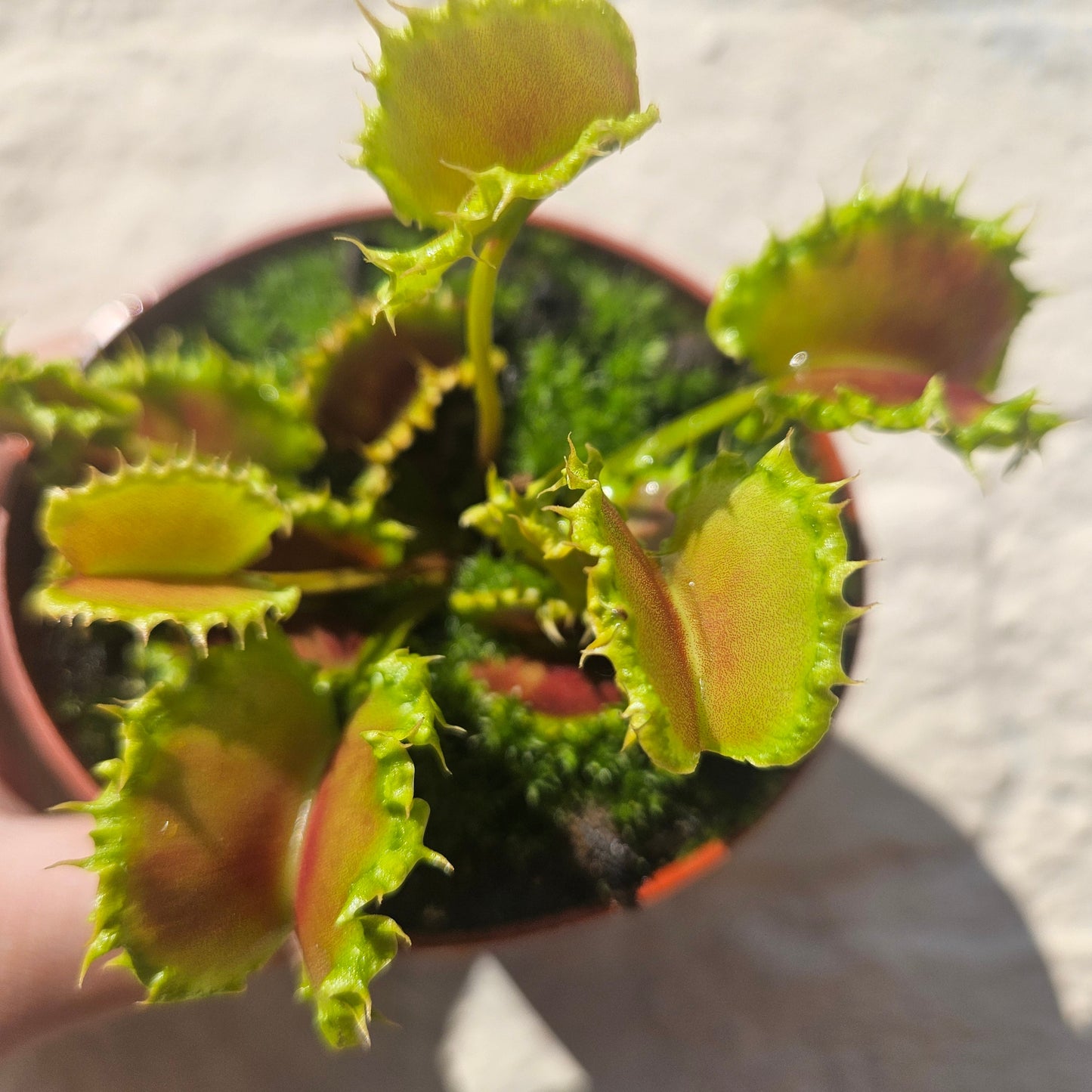 Dionaea muscipula 'Zipp' (Venus Flytrap Zipp)