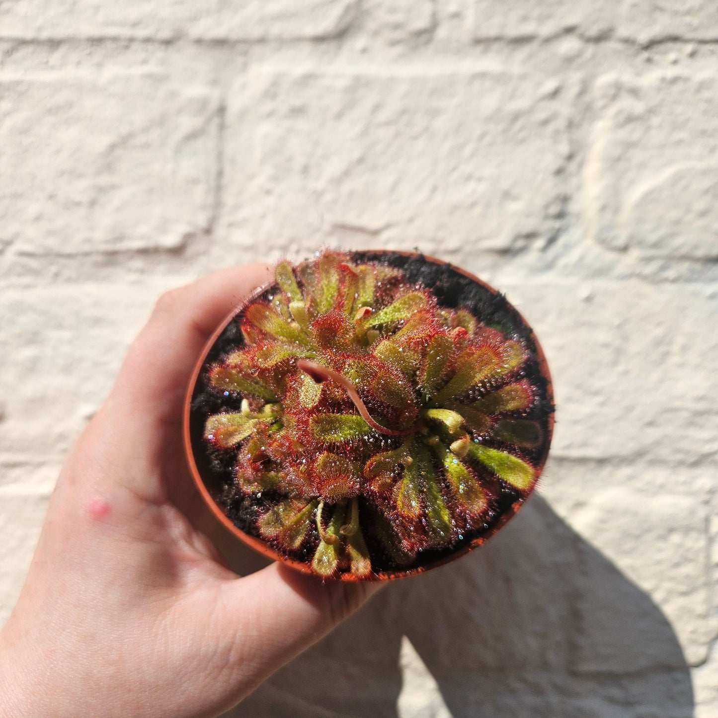 Drosera aliciae (Alice's sundew)