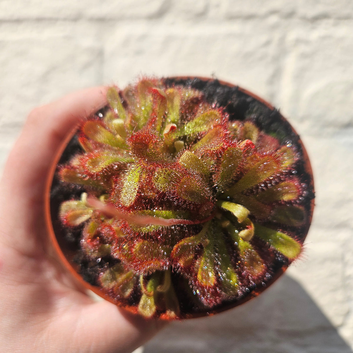 Drosera aliciae (Alice's sundew)