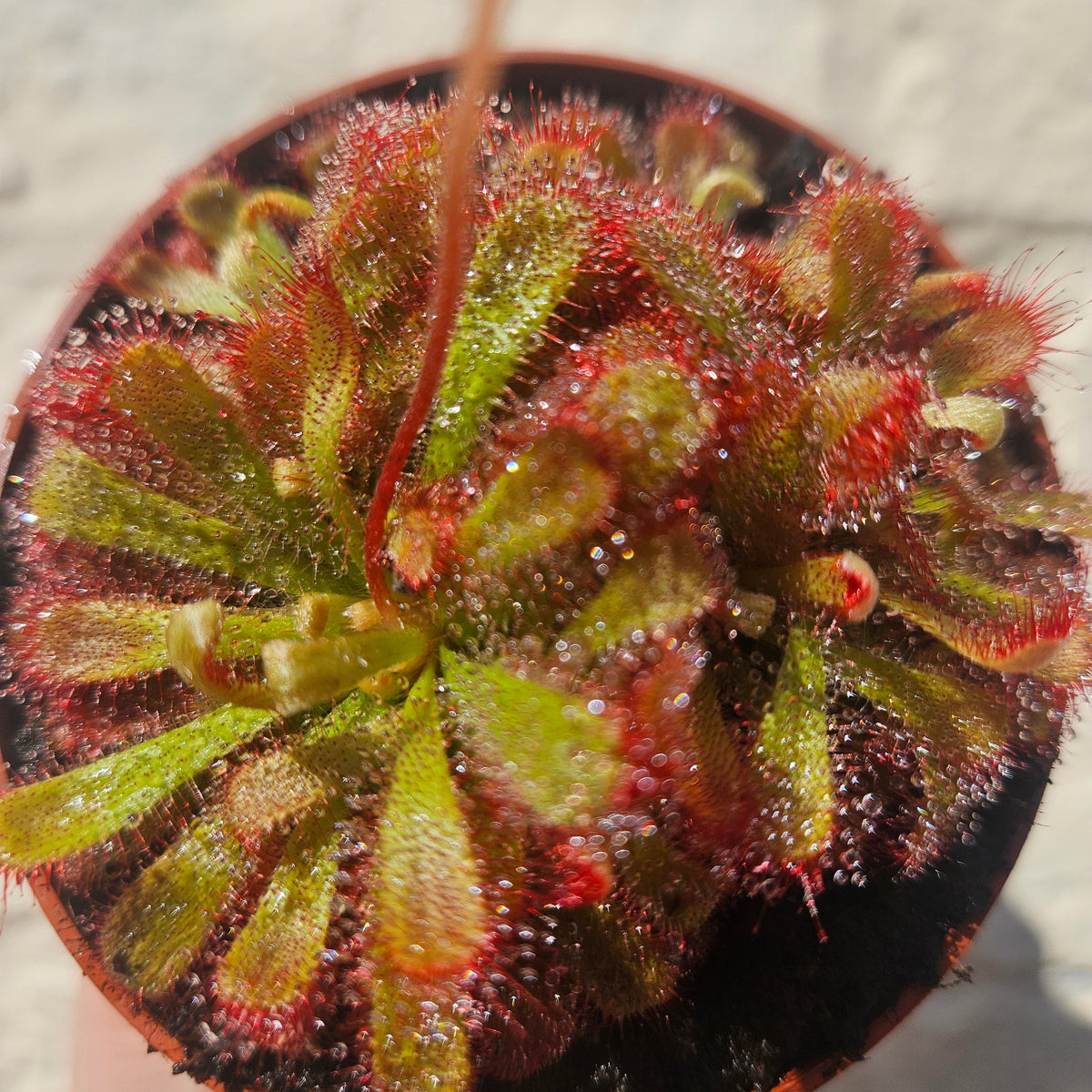 Drosera aliciae (Alice's sundew)