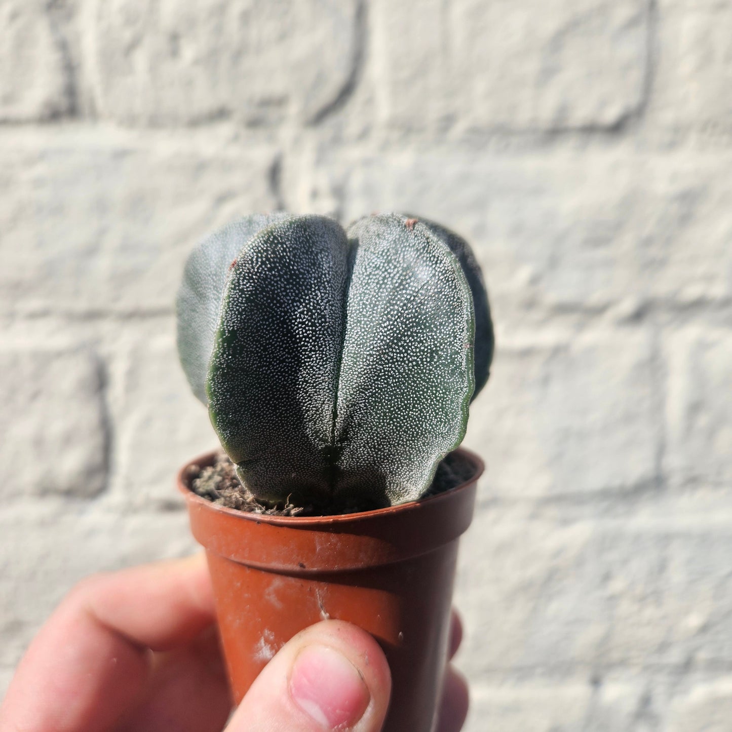 Astrophytum myriostigma (Bishop’s Mitre)
