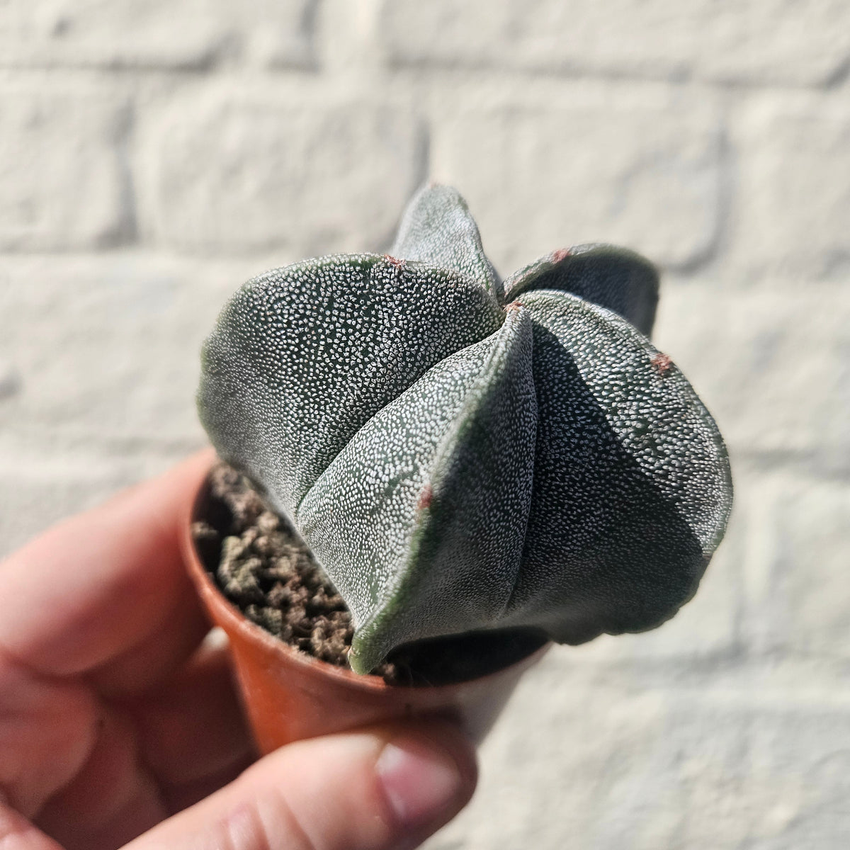 Astrophytum myriostigma (Bishop’s Mitre)