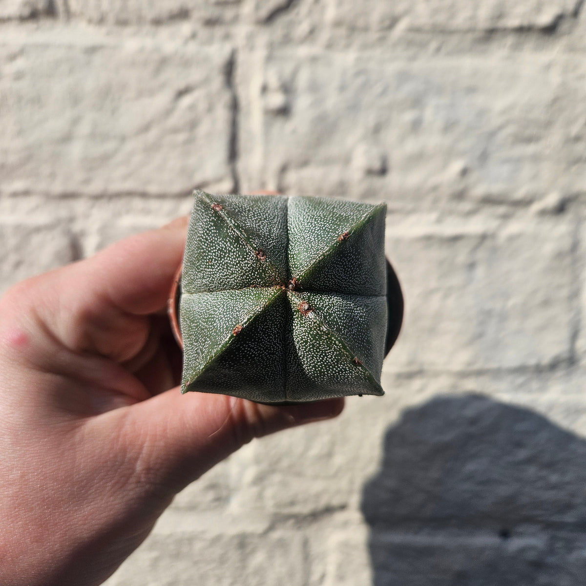 Astrophytum myriostigma (Bishop’s Mitre)