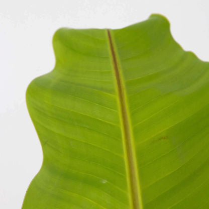 1001211_Closeup_01_SQ_f8b6dd85-7aed-4e79-bb65-1dc70b8b2693