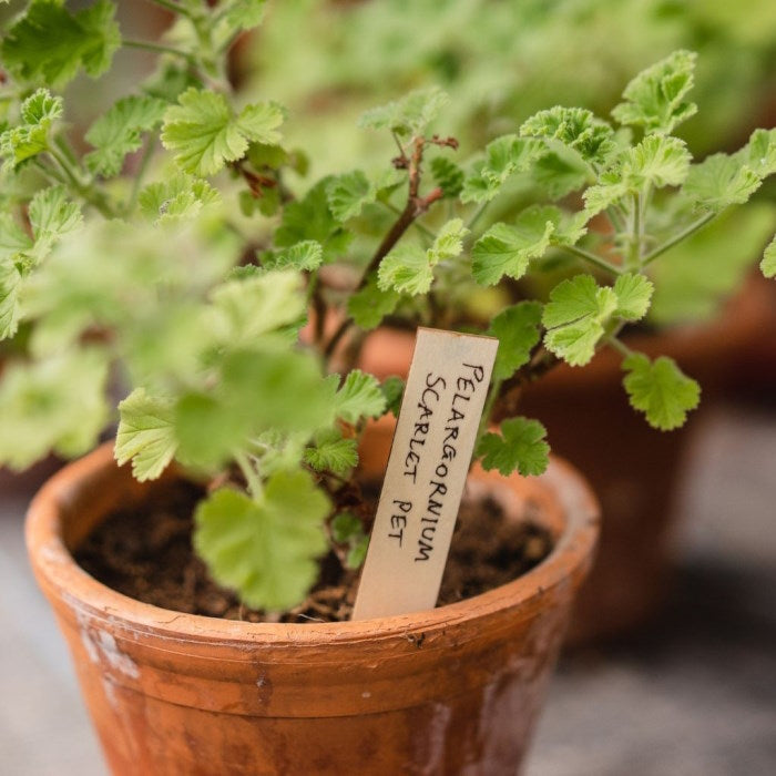 Wooden Plant Labels 10cm in a plant pot