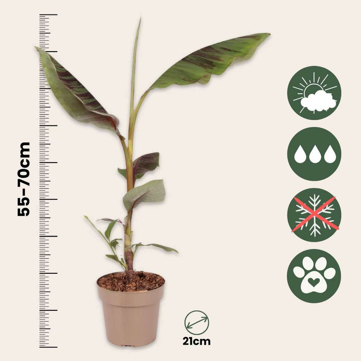 1014212_Sizeindicator_01