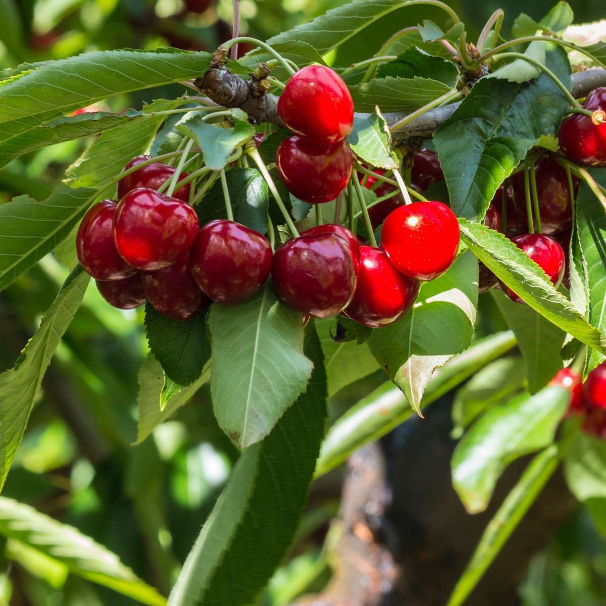 1018231_Atmosphere_01_SQ