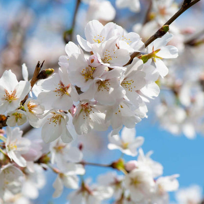 1018231_Closeup_02_SQ