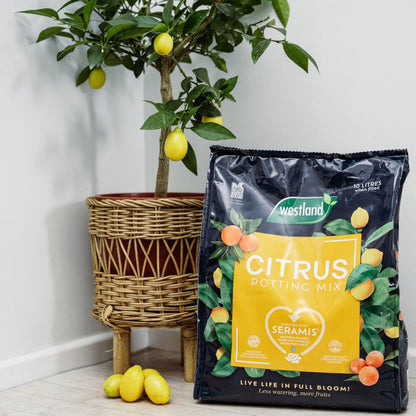 Westland Citrus Potting Mix Peat Free with a citrus tree