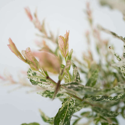 1211902_Closeup_01_SQ