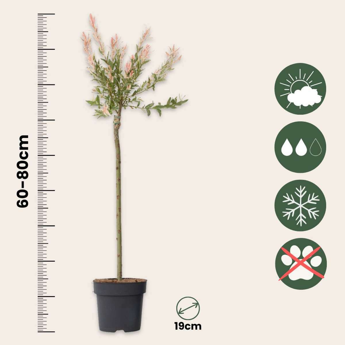 1211902_Sizeindicator_01