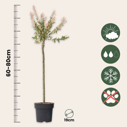 1211902_Sizeindicator_01