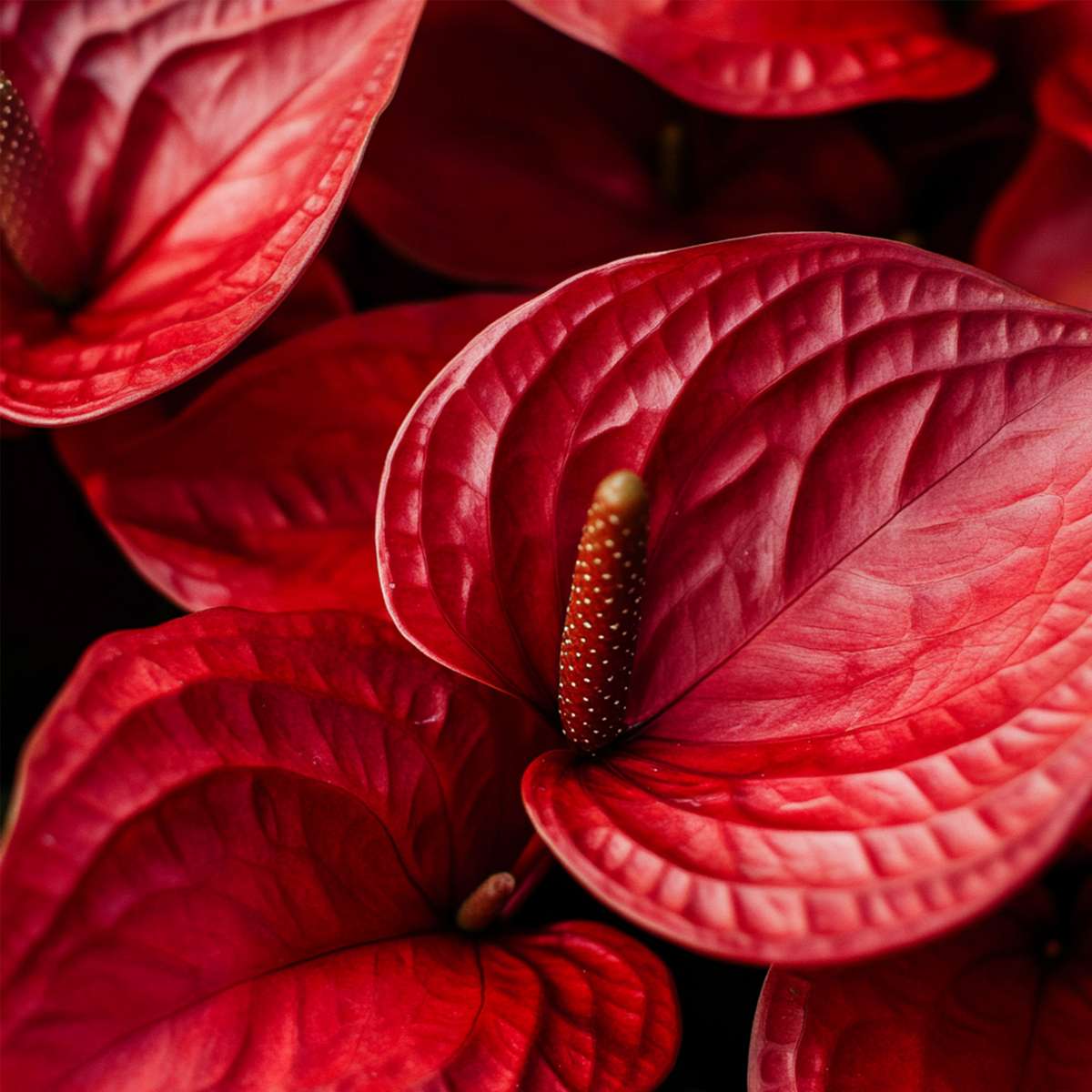 Anthurium Flamingo Flower Plant Royal Champion - Height 35-45cm