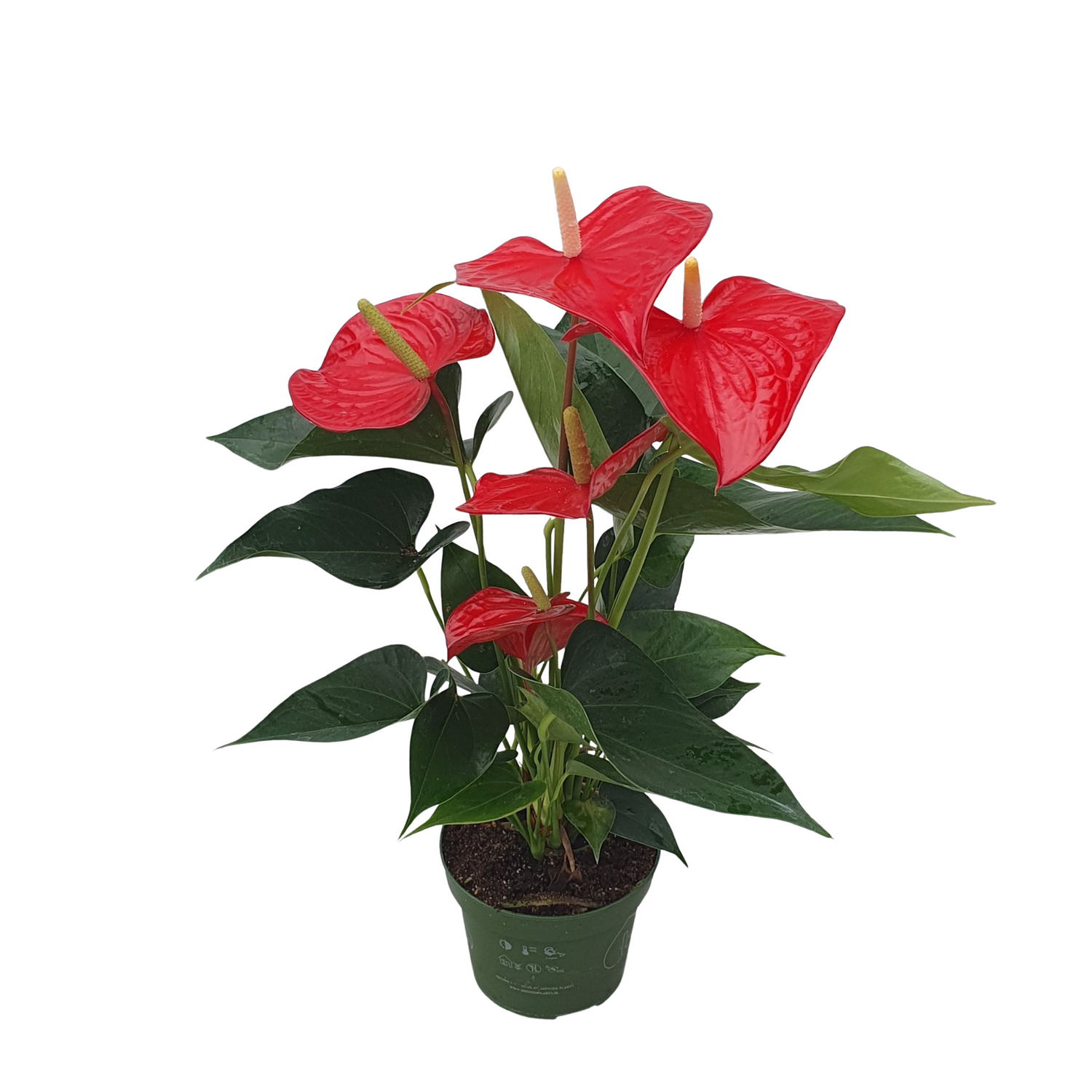 Anthurium Flamingo Flower Plant Royal Champion - Height 35-45cm
