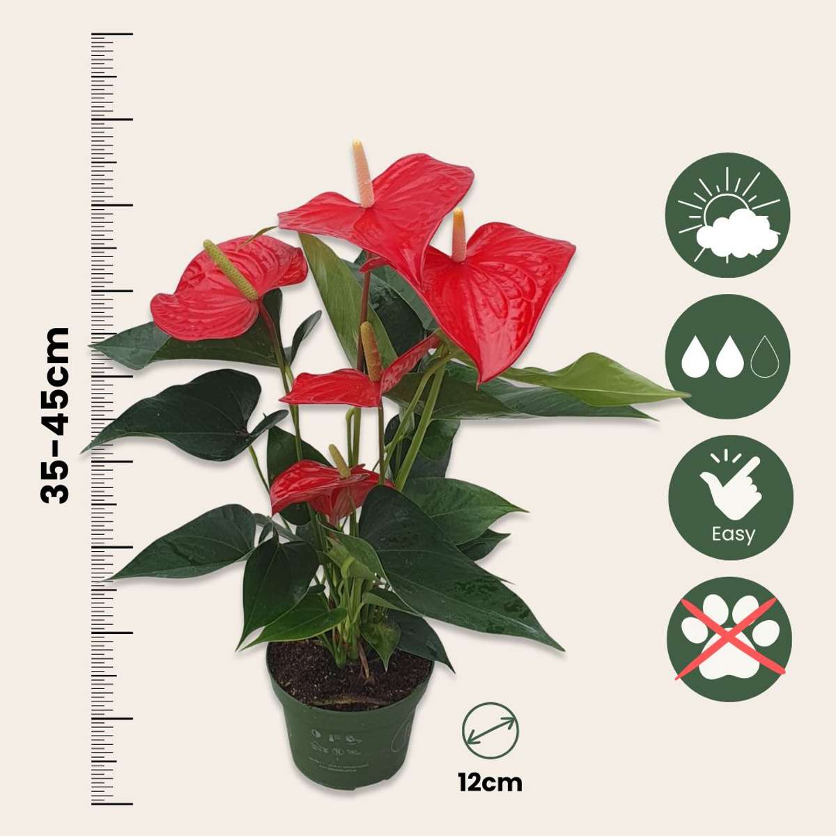 Anthurium Flamingo Flower Plant Royal Champion - Height 35-45cm