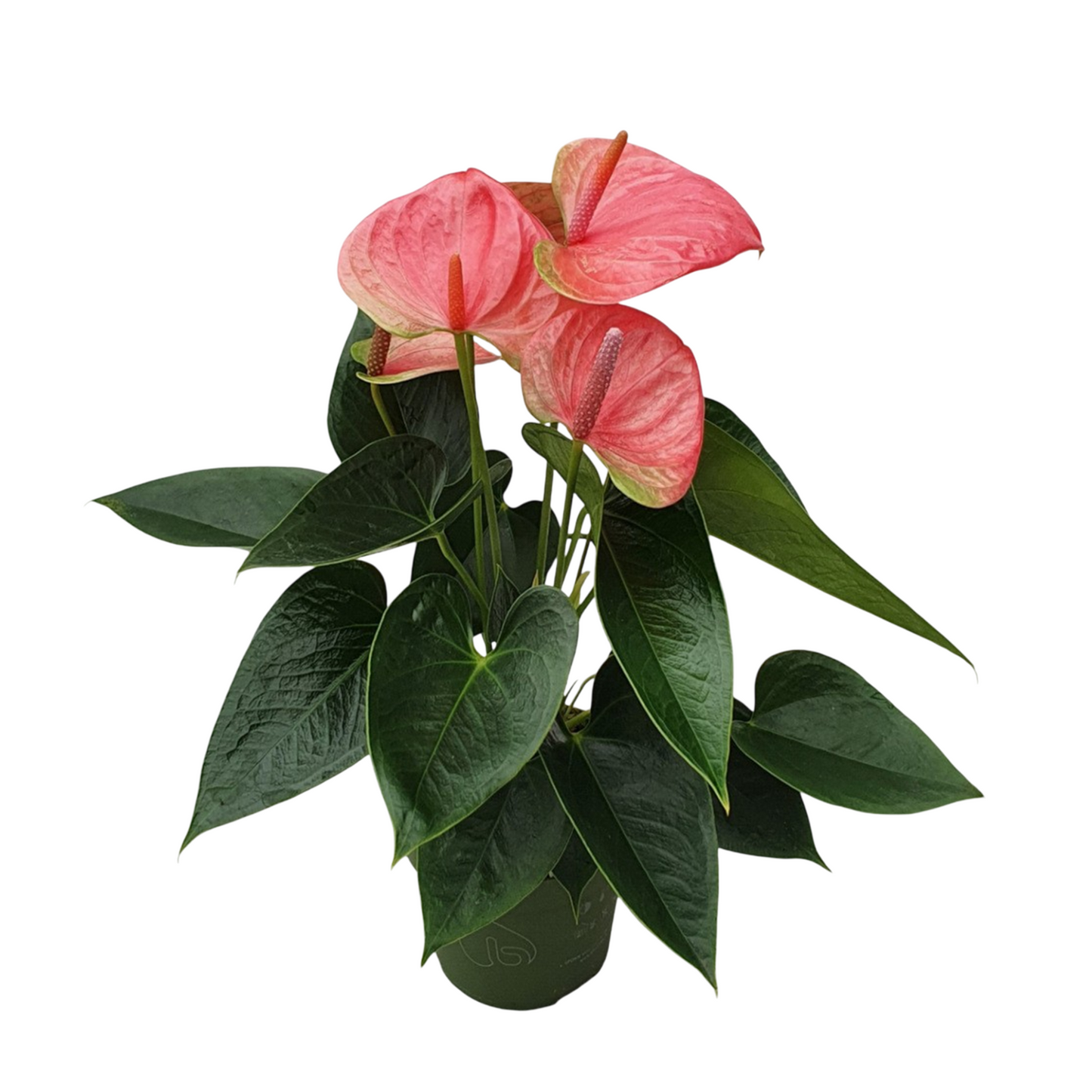 Anthurium Sweet Dream Laceleaf Plant - Height 35-45cm