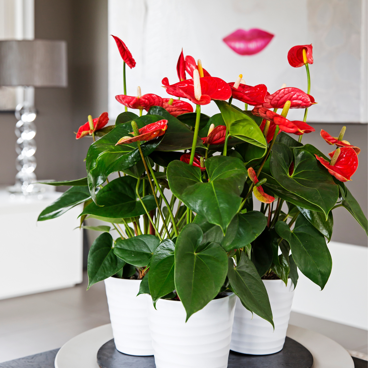 Red Anthurium Plant 'Madural Red' Laceleaf - Height 40-45cm