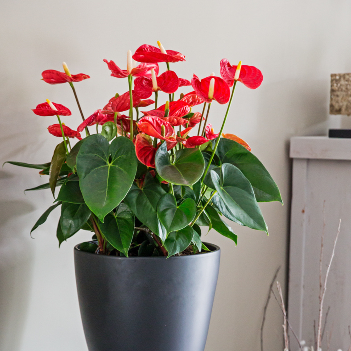 Red Anthurium Plant 'Madural Red' Laceleaf - Height 40-45cm