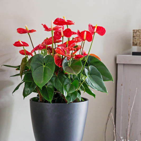 Red Anthurium Plant 'Madural Red' Laceleaf - Height 40-45cm