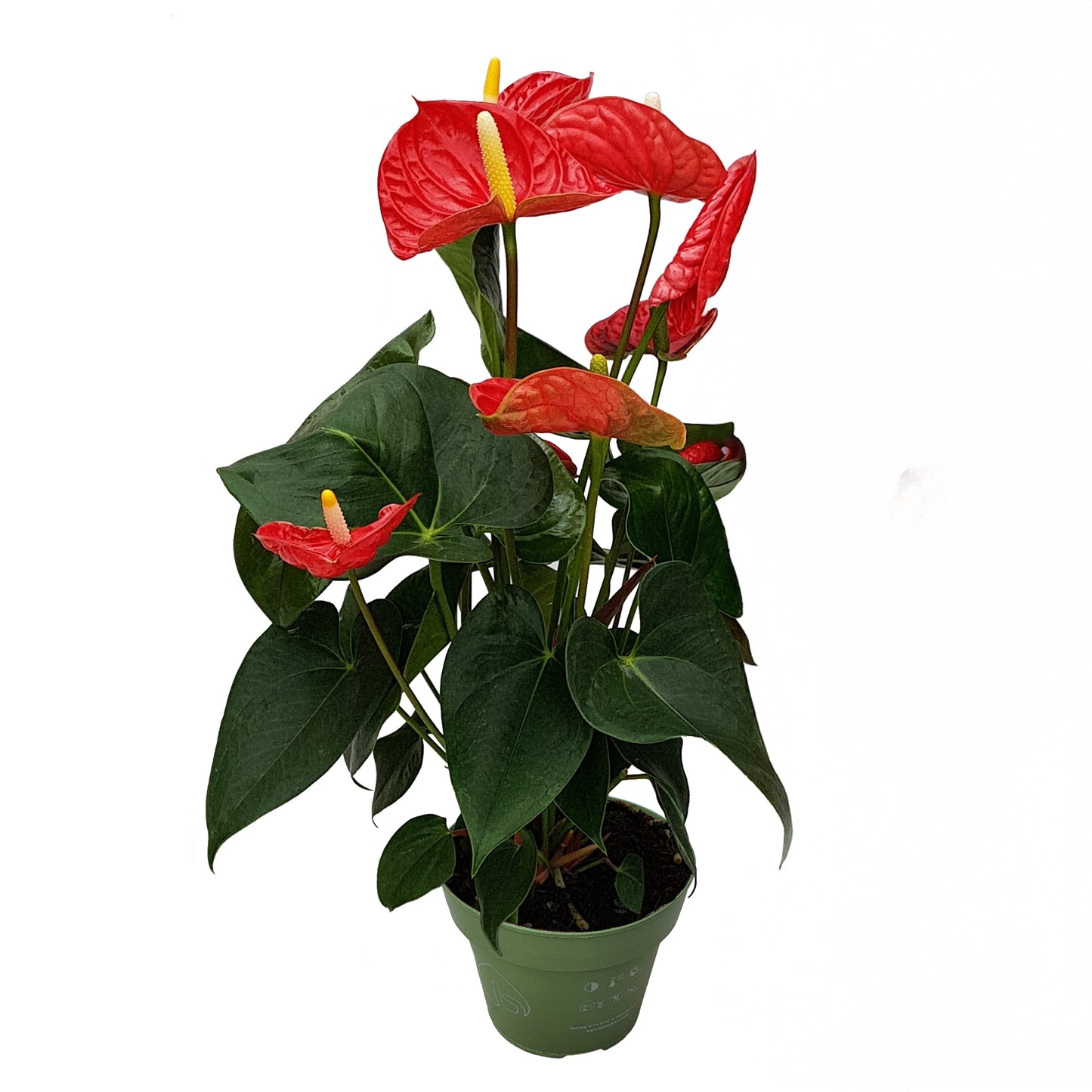 Red Anthurium Plant 'Madural Red' Laceleaf - Height 40-45cm