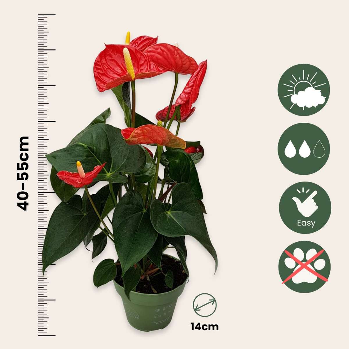 Red Anthurium Plant 'Madural Red' Laceleaf - Height 40-45cm
