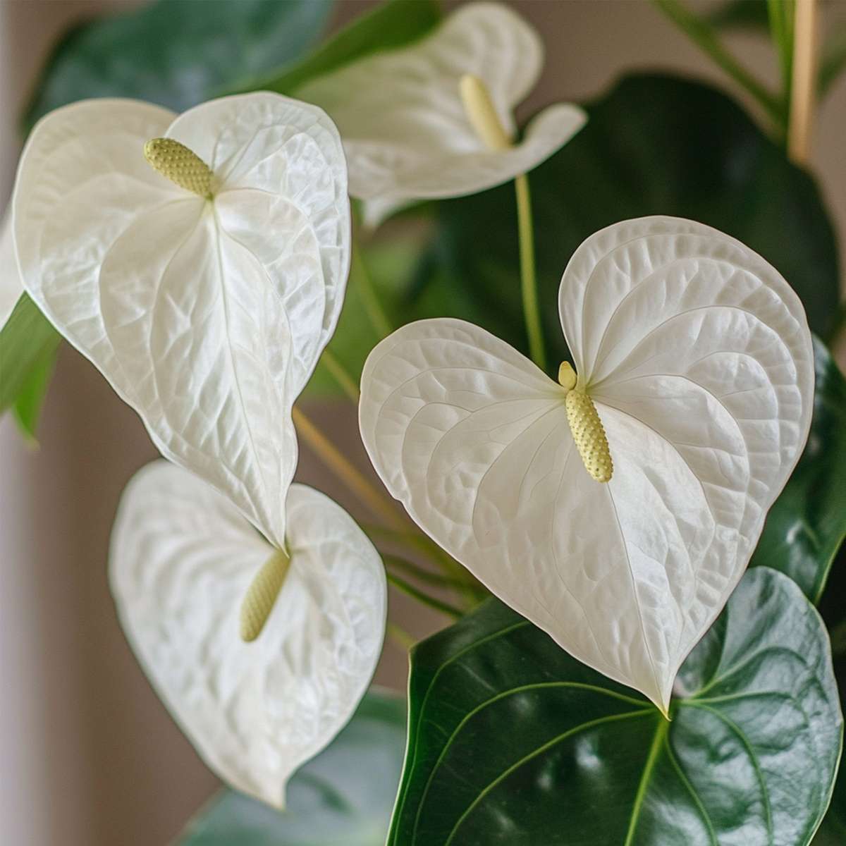 Anthurium Alpine White Laceleaf Houseplant - Height 40-55cm