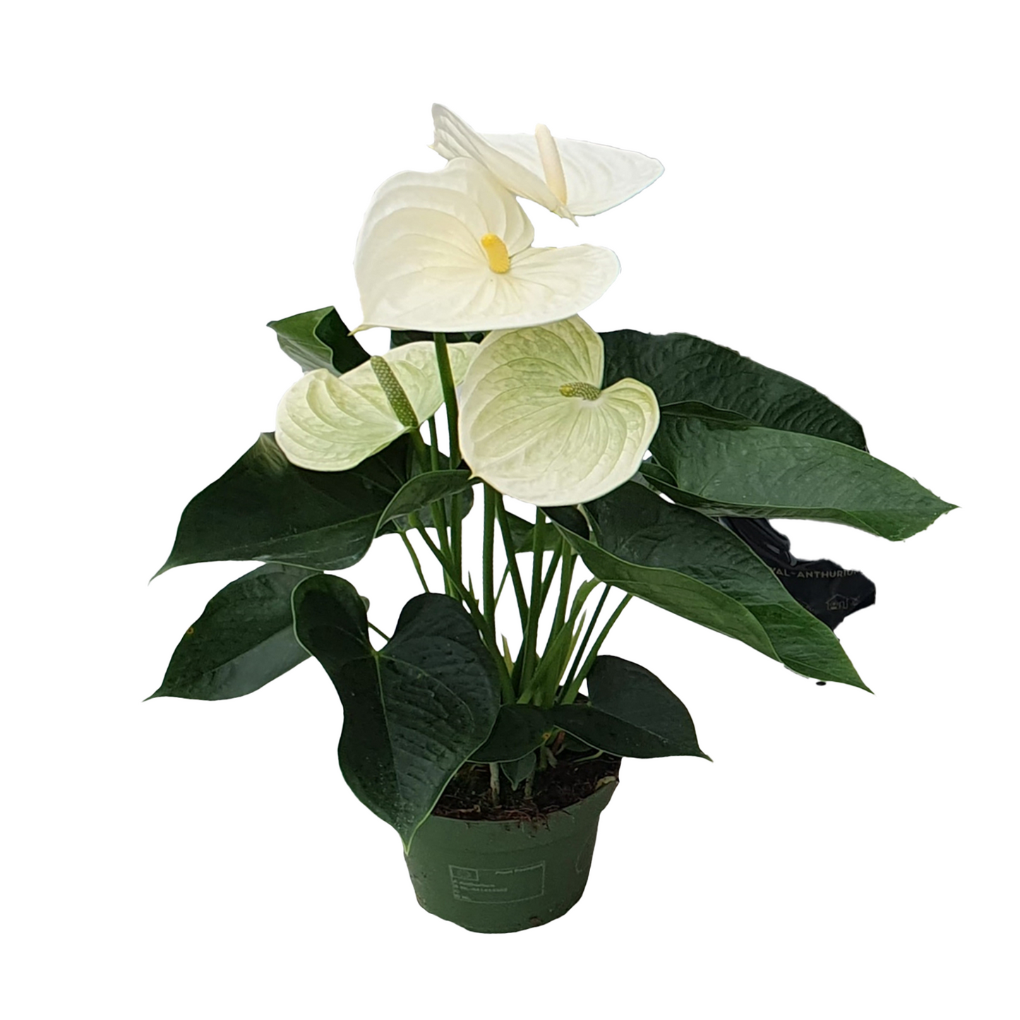 Anthurium Alpine White Laceleaf Houseplant - Height 40-55cm