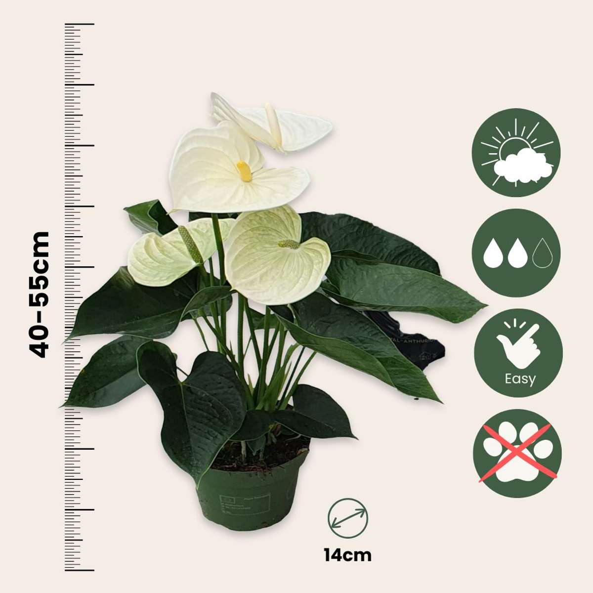 Anthurium Alpine White Laceleaf Houseplant - Height 40-55cm