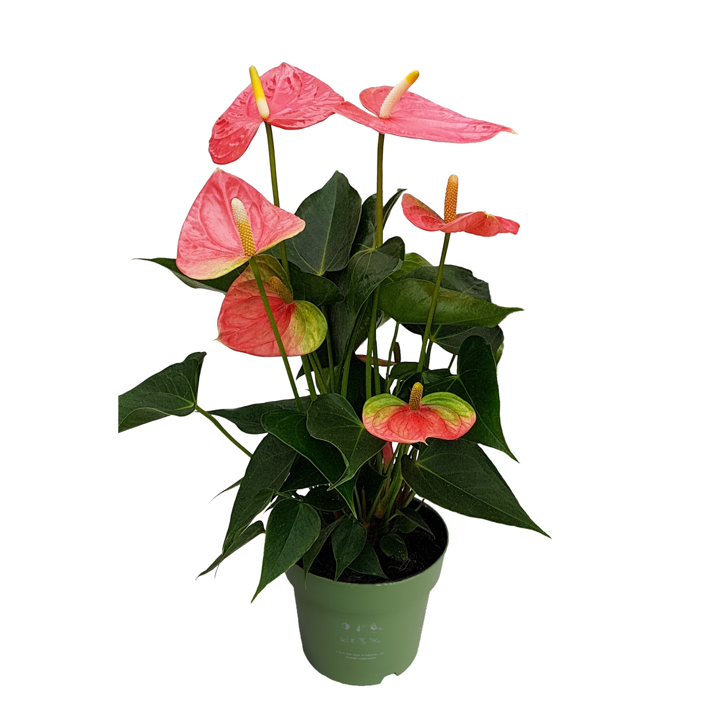 Anthurium Colorado Pink Laceleaf Houseplant - Height 40-55cm
