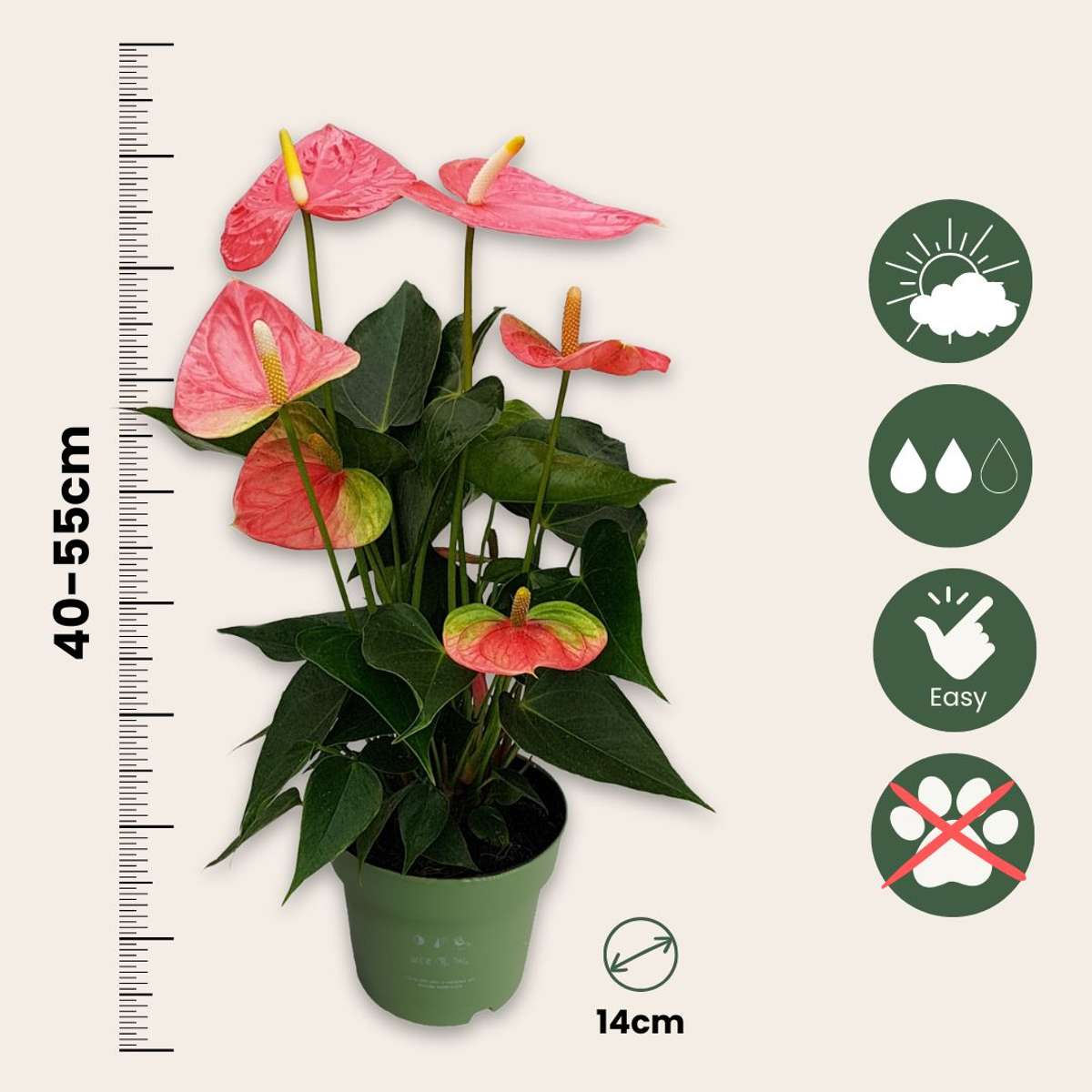 Anthurium Colorado Pink Laceleaf Houseplant - Height 40-55cm