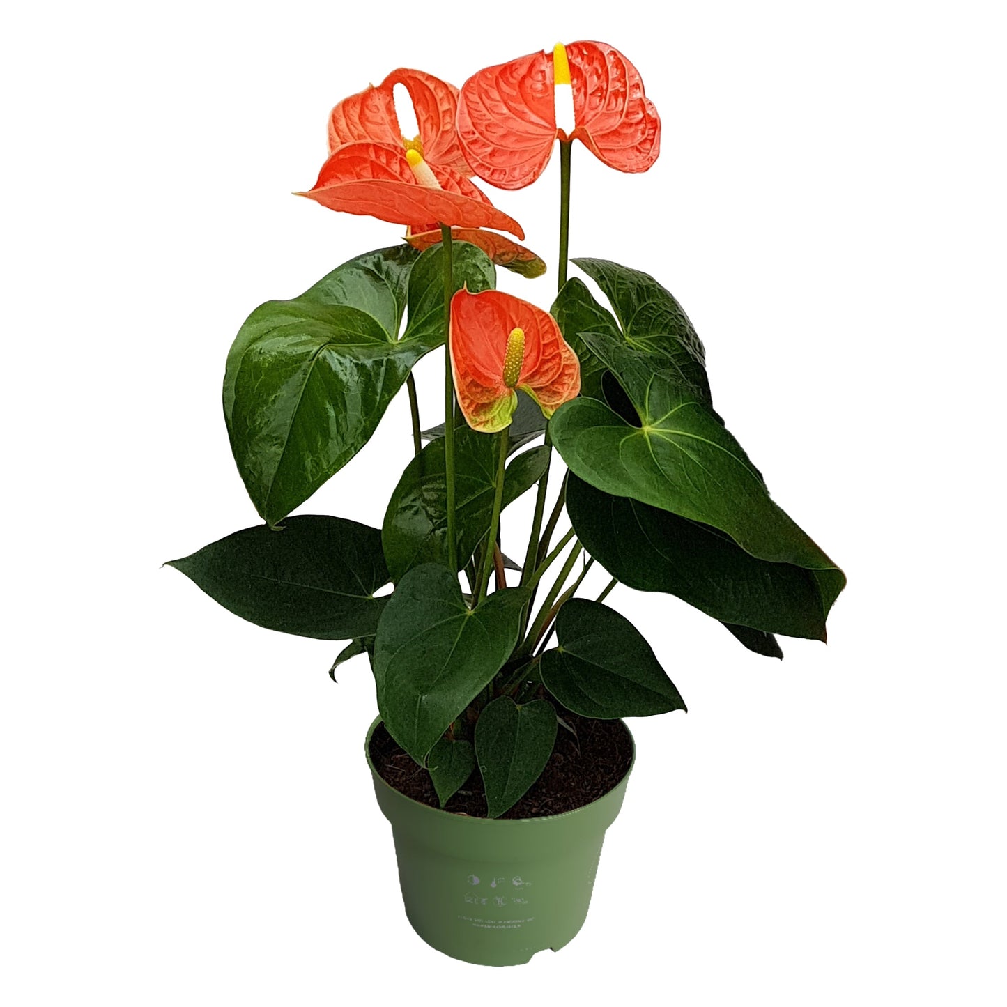 Laceleaf Houseplant Anthurium Madural Orange - Height 40-55cm