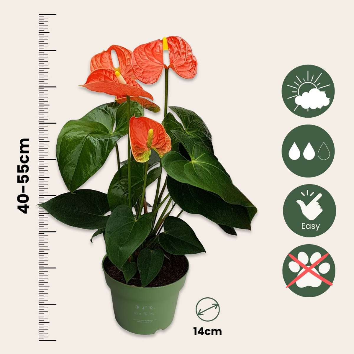 Laceleaf Houseplant Anthurium Madural Orange - Height 40-55cm