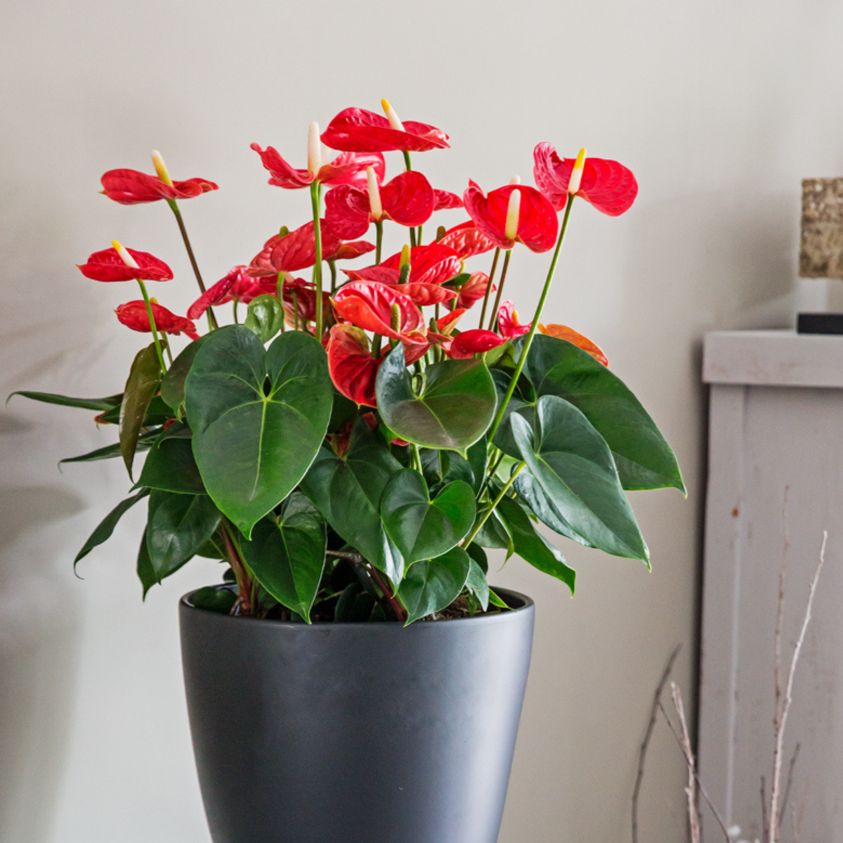 Laceleaf Anthurium Madural Red - Height 55-70cm