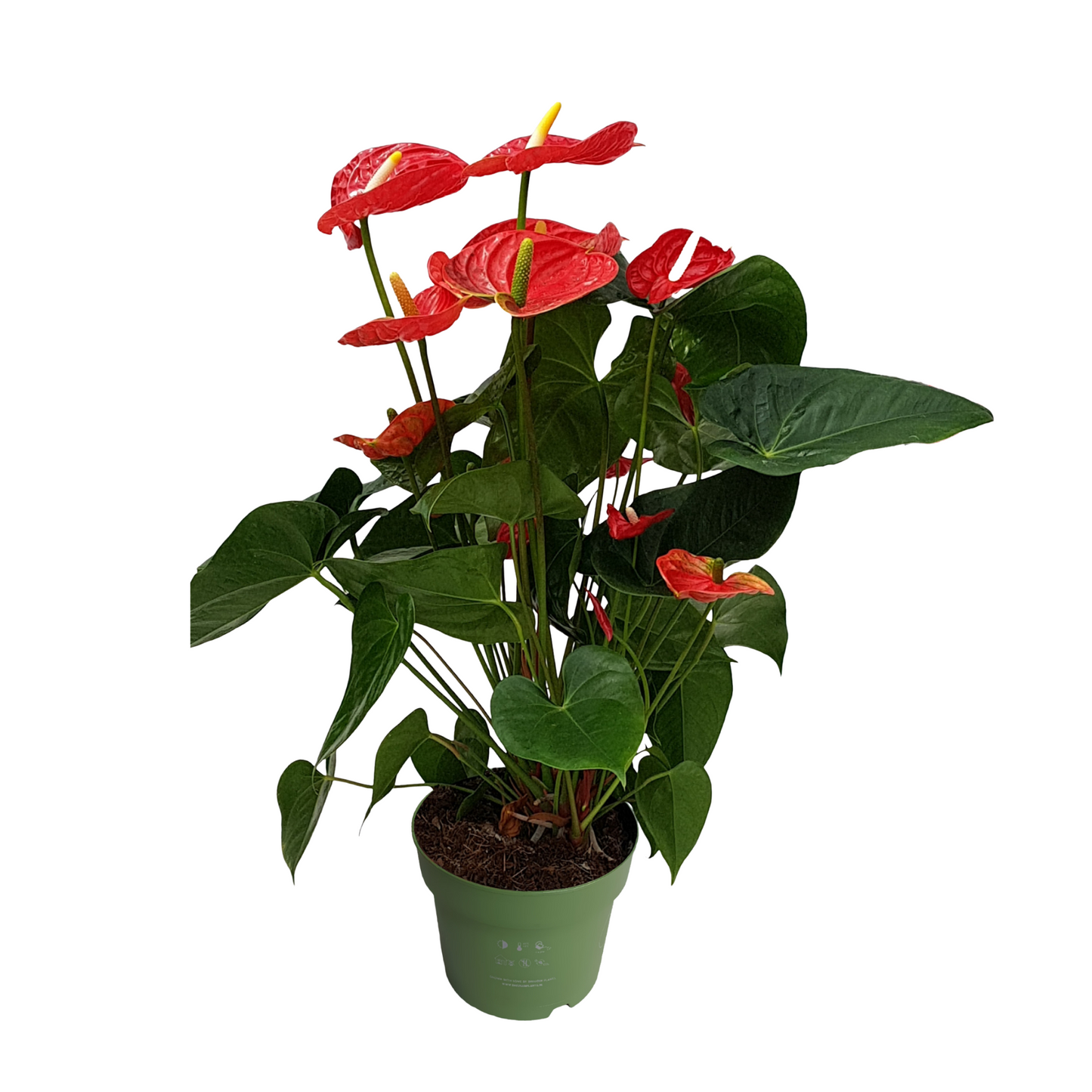 Laceleaf Anthurium Madural Red - Height 55-70cm