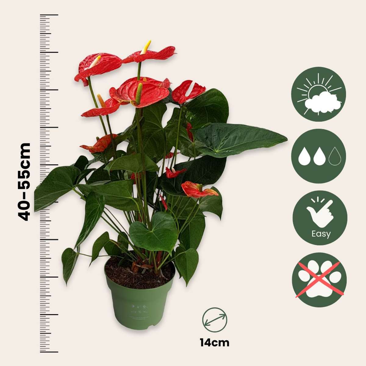 Laceleaf Anthurium Madural Red - Height 55-70cm