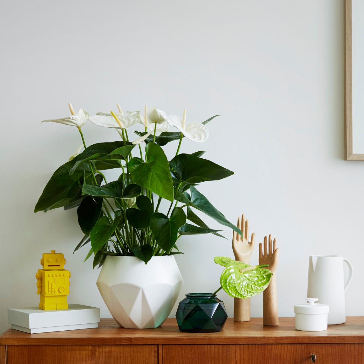 Anthurium 'Alaska White' Laceleaf Plant - Height 55-70cm