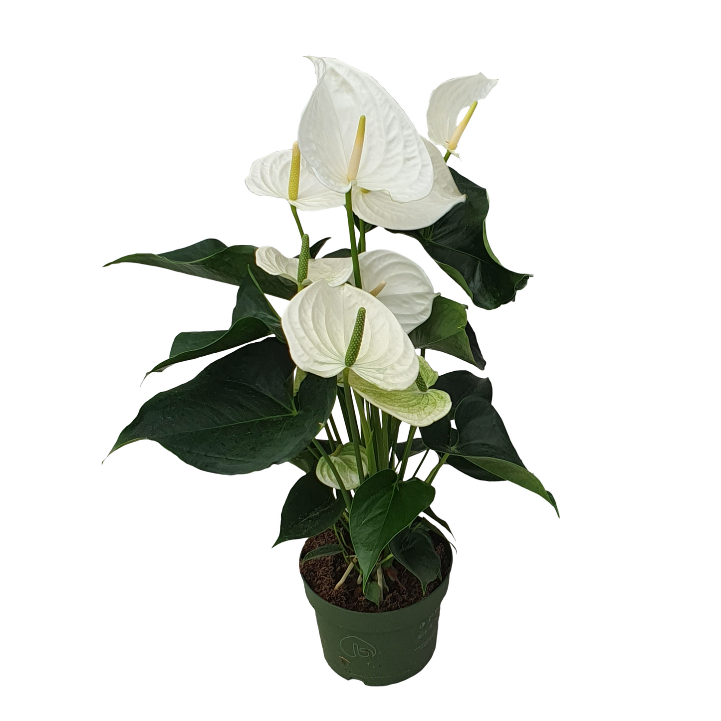 Anthurium 'Alaska White' Laceleaf Plant - Height 55-70cm